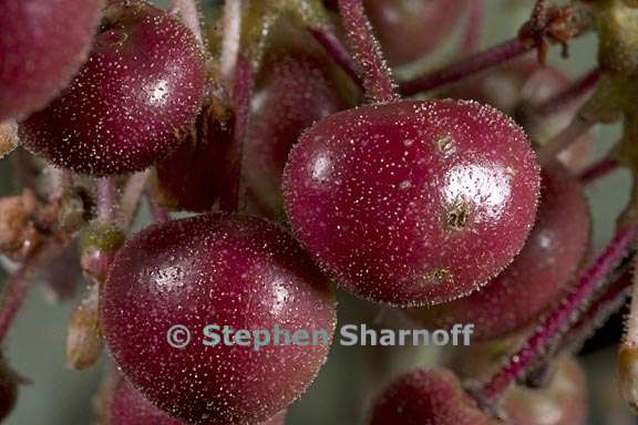 arctostaphylos viscida mariposa 12 graphic